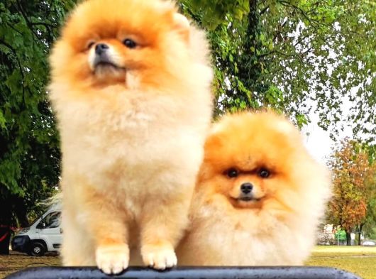Orange Pomeranian Boo Puppies görsel