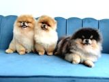 Orange Pomeranian Boo Puppies