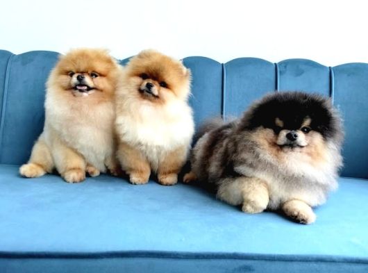 Orange Pomeranian Boo Puppies görsel