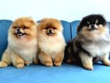 Orange Pomeranian Boo Puppies
