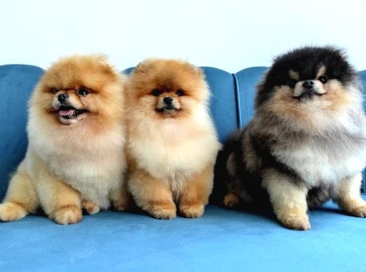 Orange Pomeranian Boo Puppies