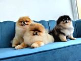 Orange Pomeranian Boo Puppies