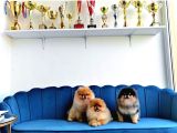 Orange Pomeranian Boo Puppies