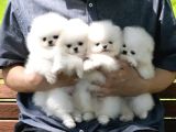 Orjinal Ukrayna Girişli Pomeranian Boo Yavrularımız