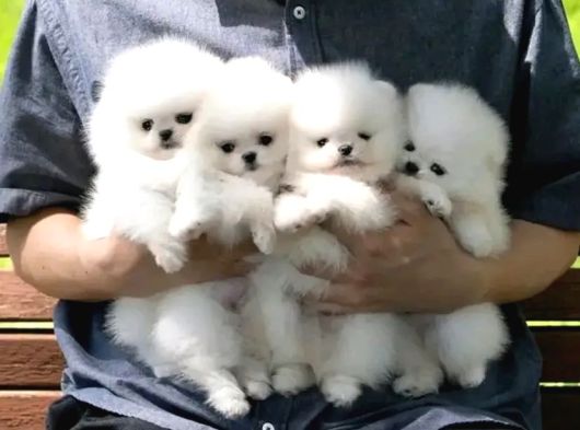 Orjinal Ukrayna Girişli Pomeranian Boo Yavrularımız görsel