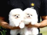 Orjinal Ukrayna Girişli Pomeranian Boo Yavrularımız