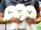 Orjinal ukrayna Girişli Pomeranian Boo Yavrularımız