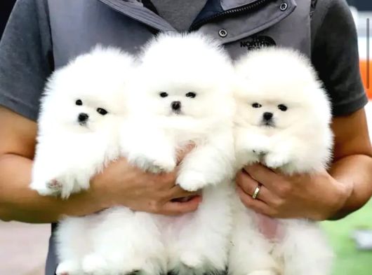 Orjinal Ukrayna Girişli Pomeranian Boo Yavrularımız