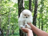Orjinal Ukrayna Girişli Pomeranian Boo Yavrularımız