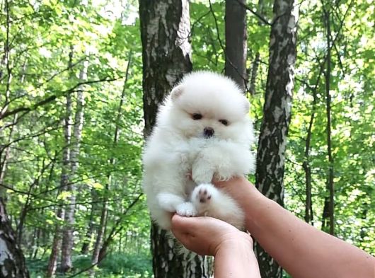 Orjinal Ukrayna Girişli Pomeranian Boo Yavrularımız görsel
