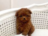 Orjinal Kore Poodle Yavrularımız