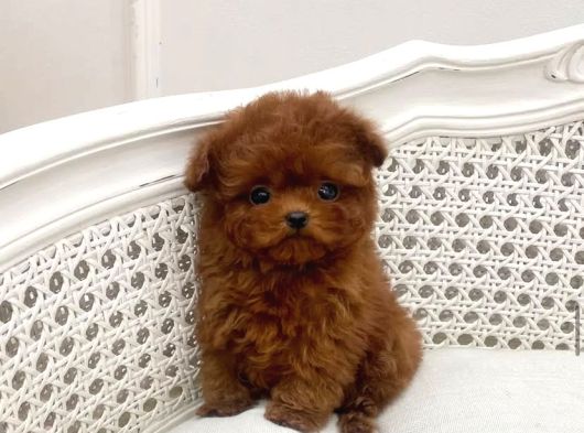 Orjinal Kore Poodle Yavrularımız görsel