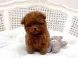 Orjinal Kore Poodle Yavrularımız