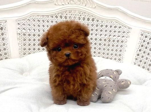 Orjinal Kore Poodle Yavrularımız görsel