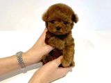 Orjinal kore Poodle Yavrularımız