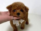 Orjinal Kore Poodle Yavrularımız