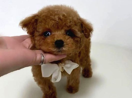 Orjinal Kore Poodle Yavrularımız görsel