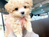 Kore Boy Maltipoo Yavrularımız