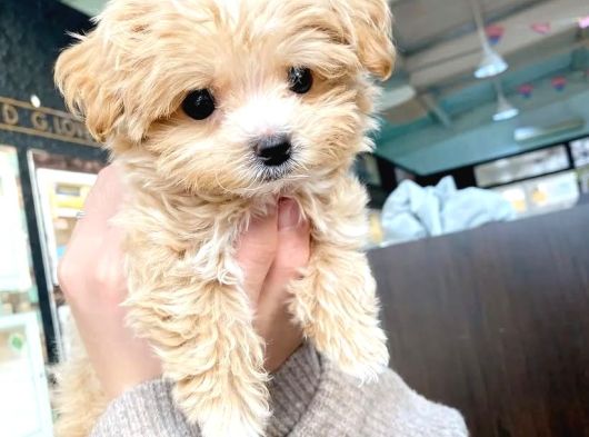 Kore Boy Maltipoo Yavrularımız görsel