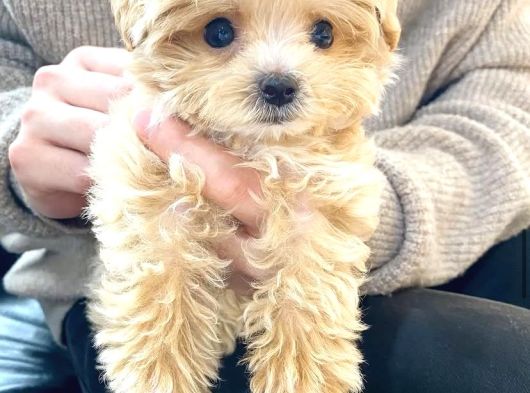 Kore Boy Maltipoo Yavrularımız görsel