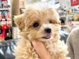 Kore Boy Maltipoo Yavrularımız