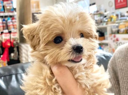 Kore Boy Maltipoo Yavrularımız görsel