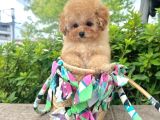 Kore Boy Maltipoo Yavrularımız
