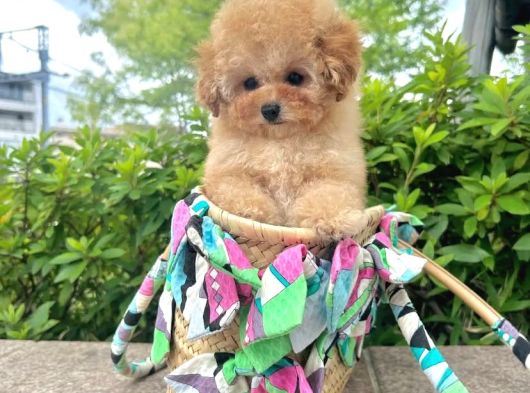 Kore Boy Maltipoo Yavrularımız görsel