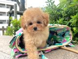 Kore boy Maltipoo Yavrularımız
