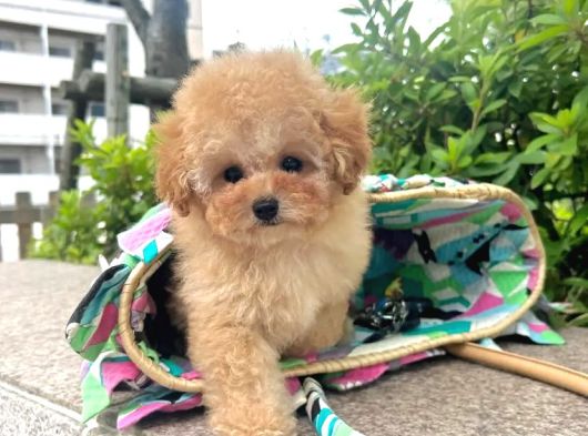 Kore Boy Maltipoo Yavrularımız