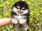 Black tan Pomeranian Boo Puppies