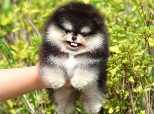Black Tan Pomeranian Boo Puppies