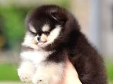 Black Tan Pomeranian Boo Puppies