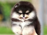 Black Tan Pomeranian Boo Puppies