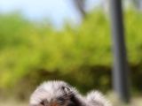 Black Tan Pomeranian Boo Puppies