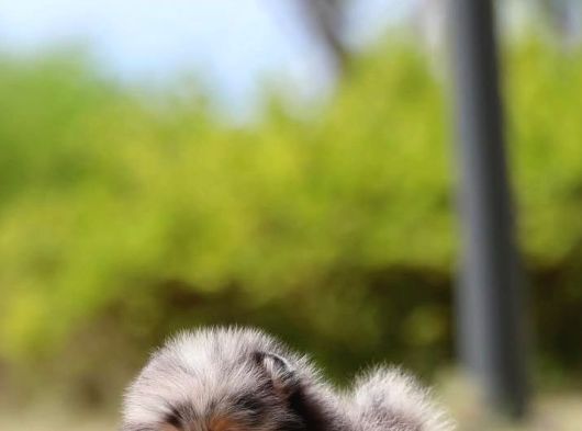 Black Tan Pomeranian Boo Puppies görsel