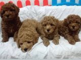 Irk Ve Sağlik Garanti̇li̇ Toyboy Poodle Bebekler