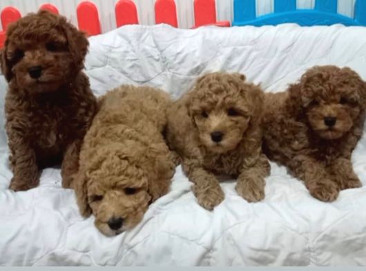 Irk Ve Sağlik Garanti̇li̇ Toyboy Poodle Bebekler görsel