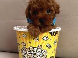 IRK VE SAĞLIK GARANTİLİ TOYBOY POODLE BEBEKLER