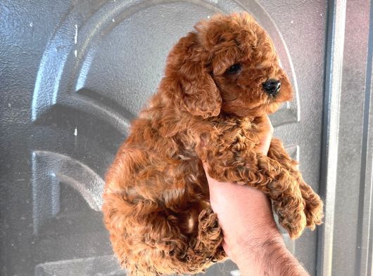 En Uygun Poodle Orjinal Irklar Bizde Bize Sormadan Almayın