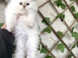 Bri̇ti̇sh Longhai̇r Bluepoi̇nt Bebekleri̇mi̇z