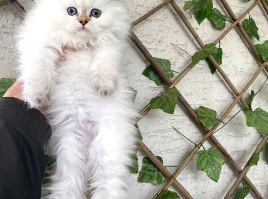 Bri̇ti̇sh Longhai̇r Bluepoi̇nt Bebekleri̇mi̇z görsel