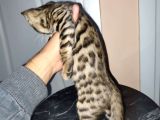 IRK VE SAĞLIK GARANTİLİ BENGAL KEDİLER