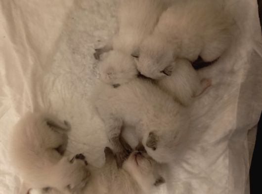 Safkan British Blue Point Bebekler görsel