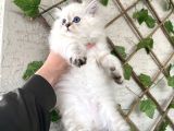 Bri̇ti̇sh Longhai̇r Bluepoi̇nt Bebekleri̇mi̇z