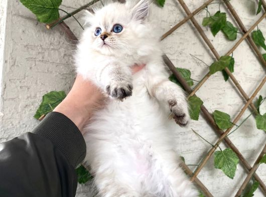 Bri̇ti̇sh Longhai̇r Bluepoi̇nt Bebekleri̇mi̇z görsel