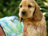 COCKER BEBEKLER DİŞİ ERKEK MEVCUT