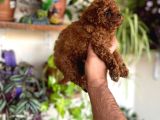 En Uygun Poodle Orjinal Irklar Bizde Bize Sormadan Almayın