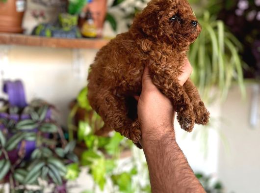 En Uygun Poodle Orjinal Irklar Bizde Bize Sormadan Almayın görsel