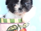 Shih Tzu Yavrulari Çi̇ftli̇kten